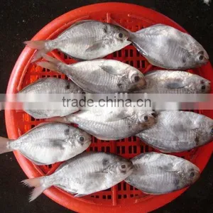 Silver Pomfret thumbnail-1