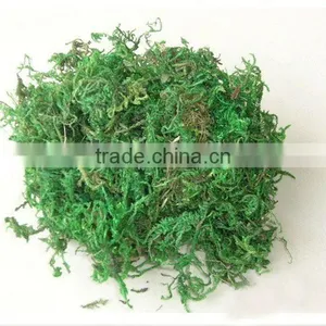 Decorative Green Moss thumbnail-1