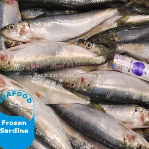 Frozen Sardine For Bait All Types of Sardine Fish on Sale thumbnail-1