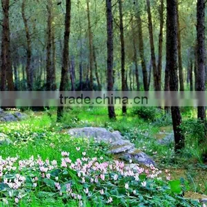 Wall Pictures thumbnail-1