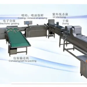 Egg Cleaning Sorting Packing Line thumbnail-5