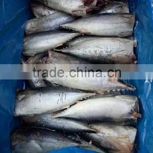 Good Quality HGT Frozen Bonito thumbnail-3