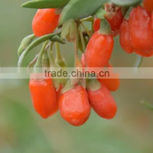 Dried Goji Fruit thumbnail-1