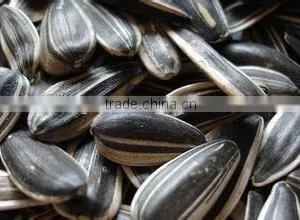 Striped Sunflower Seeds thumbnail-1