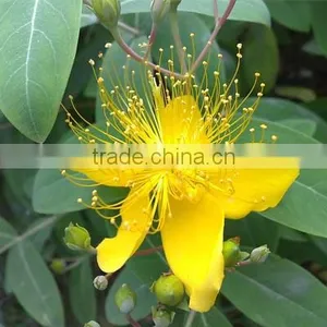 St. John's Wort Extract thumbnail-1