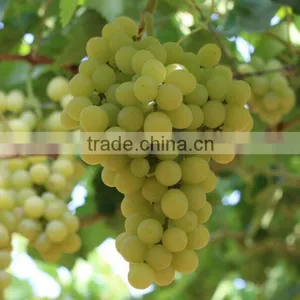 GRAPES thumbnail-5