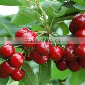 Planting 2016 New Cherry Seeds for Your Own Delicious Cherry Fruit Trees thumbnail-5