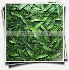 Eucalyptus Oil thumbnail-1