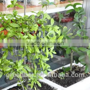 Veranda Greening Space Magic Planting Pot thumbnail-1