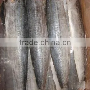 High Quality Frozen Spanish Mackerel Fillet thumbnail-1