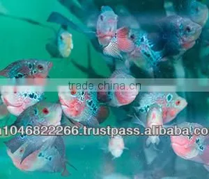 Flowerhorn Fish Farm and Wholesale in Thailand thumbnail-5