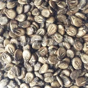 Large-sized Best Seedless f1 Watermelon Seed thumbnail-5
