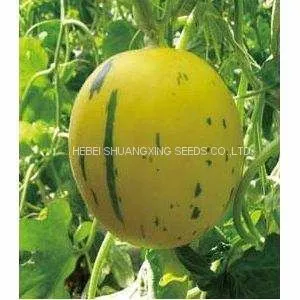 Golden Hybrid Musk Melon Seeds for Planting thumbnail-2