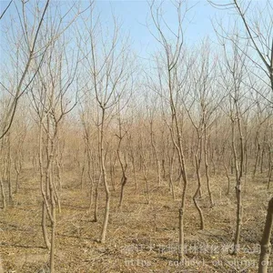 One Chinese Tallow Tree With a Trunk Diameter of 8 cm at Breast Height in 2020 for Sale thumbnail-3