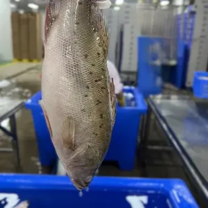 Seabass Whole Round thumbnail-3