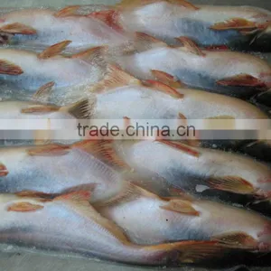FROZEN WHOLE ROUND PANGASIUS thumbnail-1