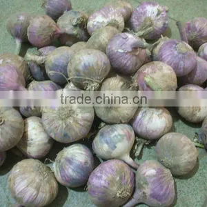 Chinese Good Price Garlic thumbnail-1