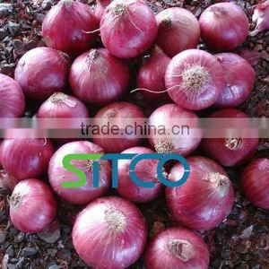Fresh Golti Onion thumbnail-3