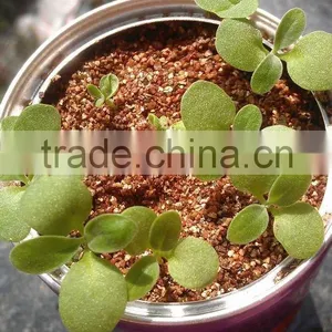 Cucumber thumbnail-5