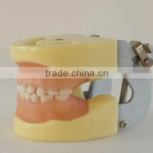 Pediatrics Typodont Teeth Model (20 Teeth) With Removable Screw Teeth thumbnail-2