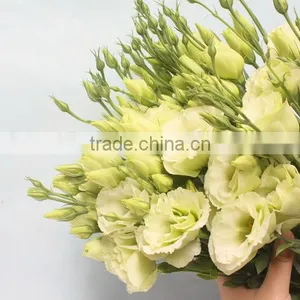 Wide Varieties New Coming Beautiful Hybrid Eustoma Grandiflorum thumbnail-5