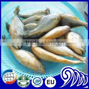 Croaker Fish Seafood Frozen Yellow Croaker Fish Promoting Price thumbnail-4