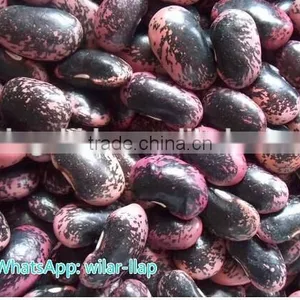 Large Black Speckled Kidney Beans New 2014 , Organic Black Speckled Kidney Beans thumbnail-1