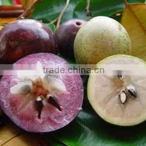 Viet Nam Chrysophyllum Cainino thumbnail-1