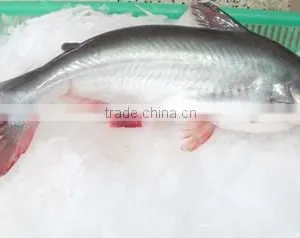 Frozen Pangasius Whole Round thumbnail-1