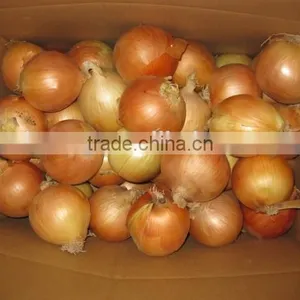 2015 Fresh Onion Specification in Cheaper Price From Shandong thumbnail-3