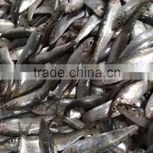 Fresh Frozen Sardine Fish Buyers From Africa thumbnail-1