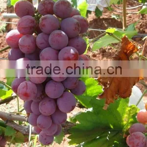 Fresh Red Grapes Harvested for 2013 thumbnail-1