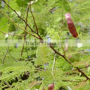 Acacia Catechu thumbnail-1