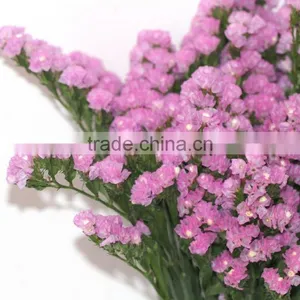 Fresh Cut Myosotis Sylvatica Flowers From Kunming Flower Planting Base thumbnail-2