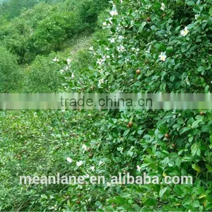 no Fertilizer & no Pesticide Camellia Oil Seed/tea Seed USDA NOP Organic Certificate thumbnail-6