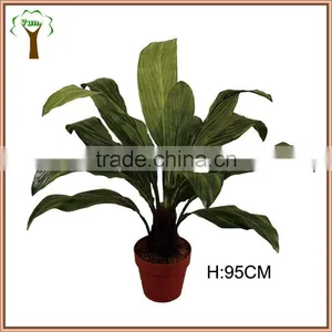 Potted Blooming Dracaena Plant thumbnail-1