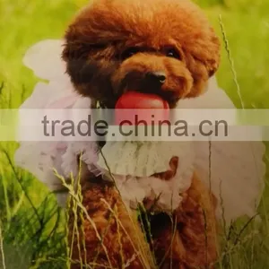 EVA Foam Dog Pet Products Pet Toy Pet Balls thumbnail-4