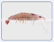 Brown Shrimp 1 thumbnail-1