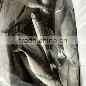 Whole Fish Frozen Jack Mackerel thumbnail-4