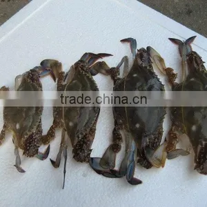 Frozen Crab Fishing Pots thumbnail-1