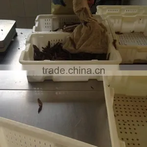 Spain Processing Way Salted Anchovy Fillets thumbnail-4