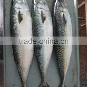 Frozen Pacific Mackerel Fresh Hot Sale Fish thumbnail-5