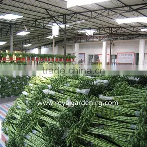 Home Decoration Ornamental Plants Spiral Lucky Bamboo thumbnail-1
