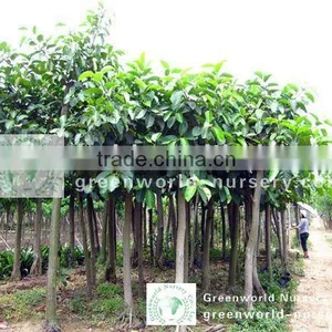 Ficus Altissima Nursery in Ground thumbnail-1