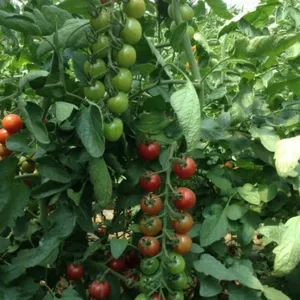 Cherry Tomato Seeds Hot Tomato Greenhouse Plant Tomato Seeds No.70 thumbnail-4