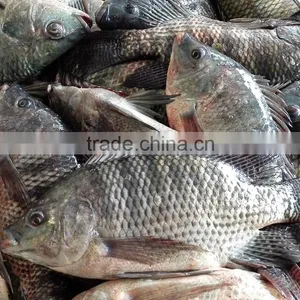 Supplier of Tilapia Bream 400-600g Frozen Fish Nile Whole Sale Price thumbnail-1