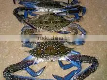 Fresh Frozen Blue Swimming Crab thumbnail-1
