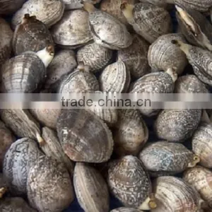 Frozen Whole Clam thumbnail-1