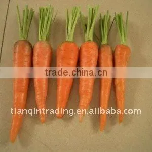 Chinese Fat Fresh Carrot thumbnail-1