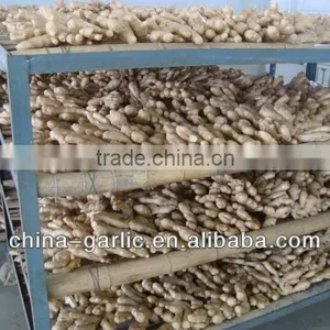 2016 New Price of Fresh Ginger thumbnail-1